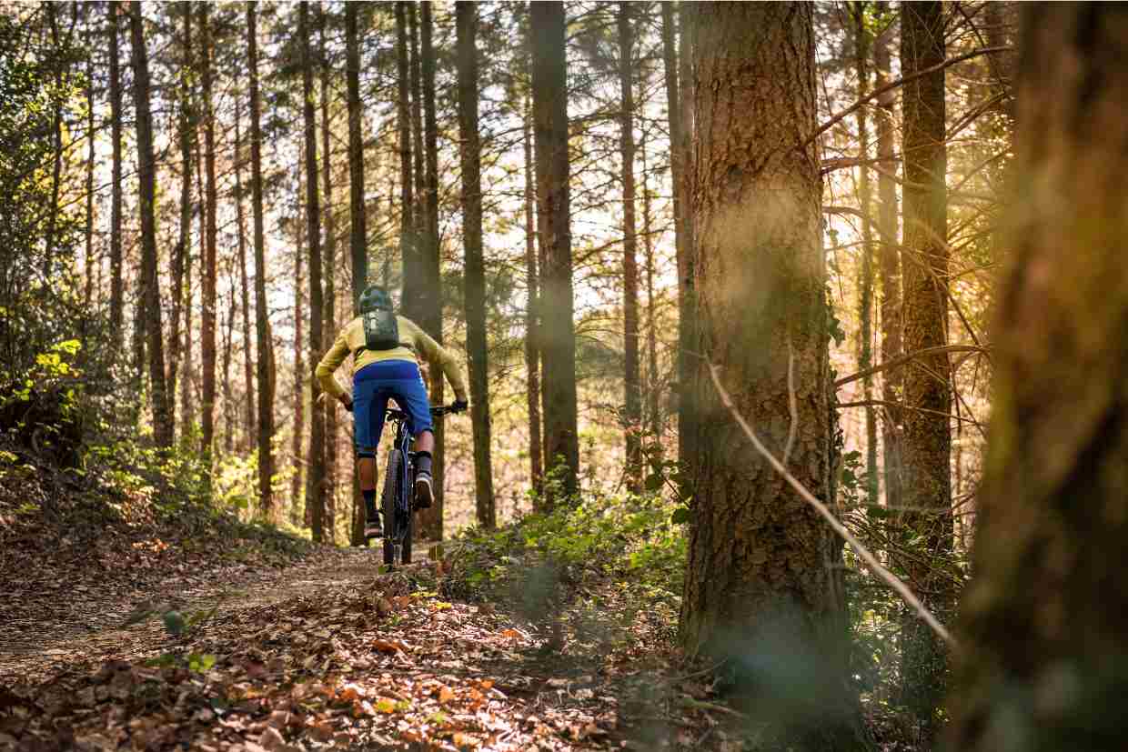 Ciclista pedalando na floresta durante o entardecer em uma trilha repleta de folhas e árvores altas.
